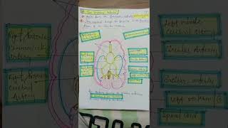 Circulus Arteriosus  Circle of willis  Main branches to the BRAIN [upl. by Ardella]