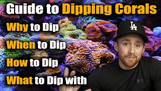 Complete Guide to Dipping Corals Goodbye Brown Jelly Disease  Aptasias  Algae 💪 [upl. by Stormy]