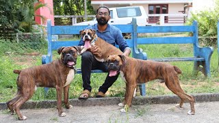 ഒരു കിടിലൻ ബോക്സ്ർ ബ്രീഡർ Boxer Dog KennelBoxer puppyDog sale KeralaDogs Malayalam [upl. by Adivad671]