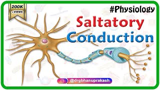 Saltatory conduction  Conduction through Myelinated nerve fiber  Physiology medical animations [upl. by Avera990]