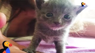 Tiny Kitten Rescued From Flea Market  The Dodo [upl. by Yadsendew]