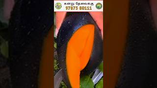 🤯 கருப்பு மாம்பழம்மா 🤔 🥭 🌱kasthurimango mango mangofruit mangofarm agriculture farmers [upl. by Noitsirhc]