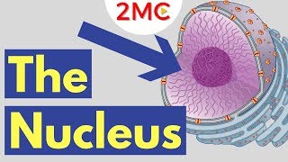 What is the Nucleus  Nucleus Structure and Function [upl. by Eras353]