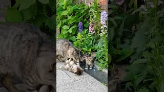 Cute Cat with Her Playful Kittens  MustWatch Cuteness Overloadquot cat kitten shorts [upl. by Diraf]