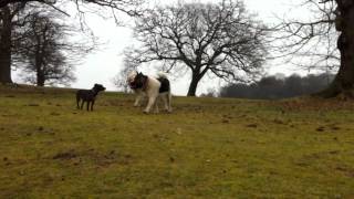 The Alpha Pack  quotAkita vs Pyrenean Mountain Dogquot [upl. by Nerraj]