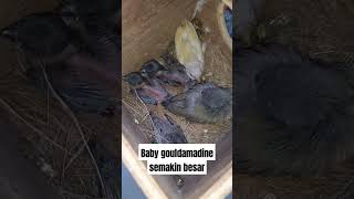 Baby gouldamadine semakin besargouldianfinch birds finch gouldamadine [upl. by Endor]