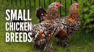 15 Small Chicken Breeds and How to Recognize Them [upl. by Danialah]