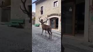 Civitella Alfedena  Abruzzo [upl. by Halivah673]