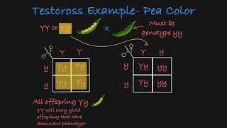 Testcross Explained [upl. by Ahsuatan]