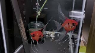 Koi Angelfish Breeding Pair 3333 [upl. by Eniad]