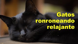 Gatito ronroneando para dormir vídeo y sonidos de gatos relajarse con suave música de fondo [upl. by Nylsej]