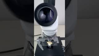 Garlic magnified 400 times is amazingshorts fyp science microscope shortsvideo [upl. by Nekcerb]