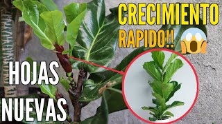 FICUS LYRATA Pandurata🌱🌿 Secreto para que tus hojas crezcan saludables y hermosas [upl. by Adnuhsed]