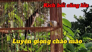 Luyện giọng chào màokích bổi căng lửachaomao [upl. by Darbee]