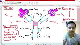 ANTIBODY STRUCTURE IN HINDI antibody structure in hindi lifescience icmr dbt bhopal marker [upl. by Yssirc]