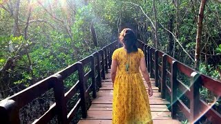 Mangrove Forest Honnavar Sharavathi kandla Mangrove boardwalk  Eco beach ⛱️ [upl. by Raveaux]