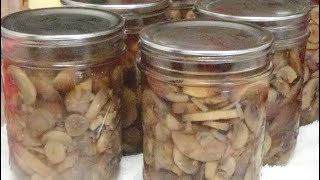 Canning Pints of Organic Mushrooms in my Presto 23 Quart Pressure Canner Using Onion Soup Mix [upl. by Bollay]