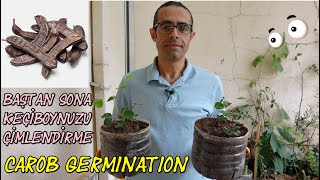 Keçiboynuzu Harnup Çimlendirme Carob germination from start to finish [upl. by Babby830]