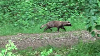 Mårhund fra Sdr Stenderup Maj 2016 marderhundraccoondog [upl. by Wilburt]