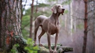 Weimaraner o Bracco di Weimar [upl. by Essej]