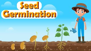 What Is Seed Germination  How Do Seeds Grow into Plants  Process and Stages of Seed Germination [upl. by Amer]