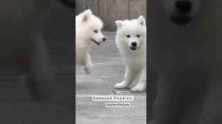 Samoyed Puppies [upl. by Shult452]