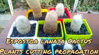 Espostoa lanata cactus cutting propagation  Old man cactus cutting propagation [upl. by Anilatsyrc]