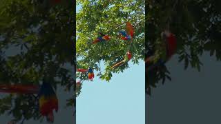 Why Are Macaws So Colorful Discover Their Secret Camouflage 🦜🌈macaw naturefacts colorfulbirds [upl. by Levon]