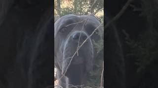 How a CANE CORSO Scratches his back 😂 canecorso dogsofyoutube funnyvideo corso dog shorts [upl. by Mercedes]