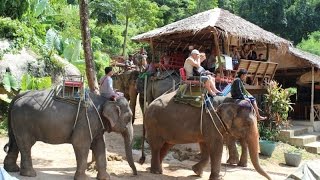 Half Hour Elephant Trekking Phuket Thailand [upl. by Madox]