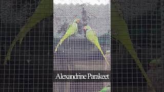 Parrots love  Alexandrine Parakeet [upl. by Thoma]