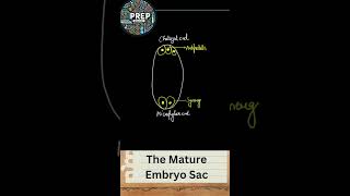 Mature Embryo Sac  Class 12th  NCERT  Important Diagrams Series 04  biologyclass12 ncert [upl. by Etta]