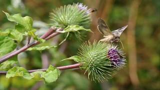 Propiedades Medicinales de la Bardana Arctium lappa [upl. by Keram]