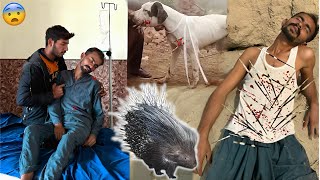 Porcupine Animals l Say l Ny Hamla Kr Diya [upl. by Olfe]