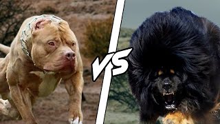 PITBULL VS TIBETAN MASTIFF  WHO IS MOST DANGEROUS HINDI DOGS BIOGRAPHY [upl. by Lrac]