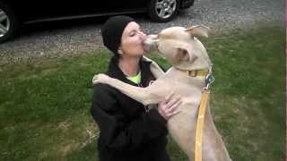 Pit Bull attacking with kisses [upl. by Asial378]