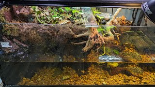 Turtle Tank Build Paludarium with an underwater cave for Common Musk Turtle Bioactive terrarium [upl. by Windzer546]