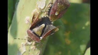 Bessenschildwants Dolycoris baccarum paring [upl. by Chance248]