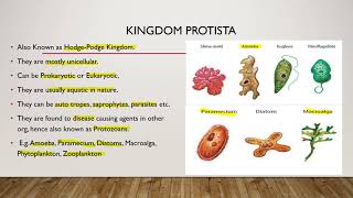 Bio Lecture 3Classification of Organisms Part 2 Kingdom Protistae Fungi Plantae amp Animalia [upl. by Feld784]