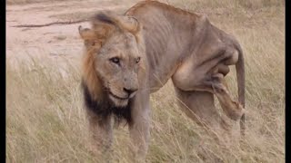 3 Legged Lions deteriorating Health  Limping Monwana Male needs help  14 March 2024 [upl. by Judith217]