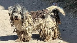 They Found Neglected Dog And Brought Him To Me [upl. by Celeski485]