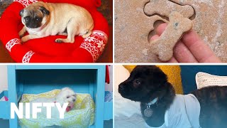 DIY Projects For Dog Lovers [upl. by Nytram]