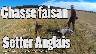 Chasse faisan avec Setter Anglais  Ouverture 2013  GoPro 3 BE [upl. by Ring860]