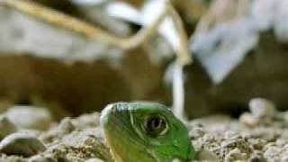 Green Iguana Documentry Part 1 [upl. by Neerbas]