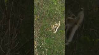 Golden snubnosed monkeys leap through forests [upl. by Chanda]