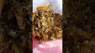 Best Corn Silage prepare in Bangladesh shortvideos corncrop cornsilage corn [upl. by Fan]