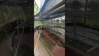 aquabiofarming aquascape aquaculture aquarium aquafarm fishbreeding aquascape aquaticplants [upl. by Rakia]