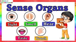 Sense organs  Five sense  Sense organs name for kids [upl. by Kassia]