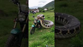 python vs motorbike [upl. by Ahcropal625]