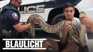 Polizist überwältigt 380 Meter lange Python Schlange auf der Straße [upl. by Naarah702]